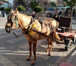 بطاطا (8)