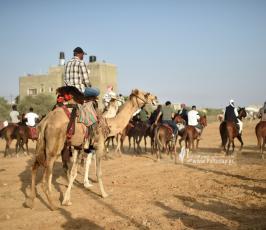 صابية الخيل (4)