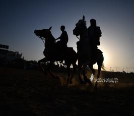 صابية الخيل (14)
