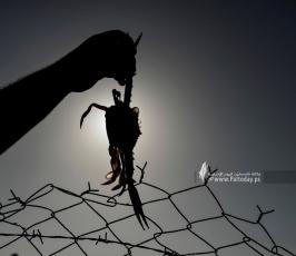 سلطعون (1)