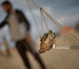 الفر (3)