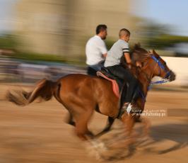 صابية الخيل (11)