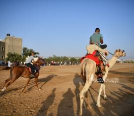 صابية الخيل (7)