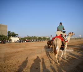 صابية الخيل (8)