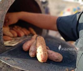 بطاطا (3)