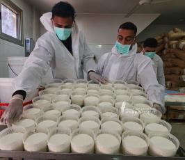 صناعة الجبنة البلدية برفح  (4)