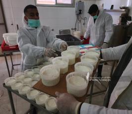 صناعة الجبنة البلدية برفح  (7)