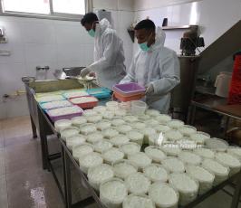 صناعة الجبنة البلدية برفح  (1)
