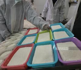 صناعة الجبنة البلدية برفح  (10)