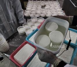 صناعة الجبنة البلدية برفح  (9)