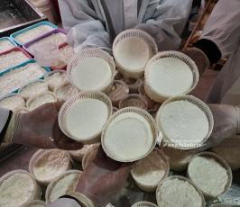 صناعة الجبنة البلدية برفح  (8)
