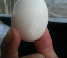 طيور الزينة