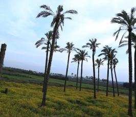 أزهار الربيع ‫(30204299)‬ ‫‬