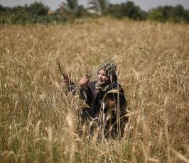 حصاد القمح من جنوب قطاع غزة ‫(30007698)‬ ‫‬