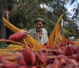 جنى البلح