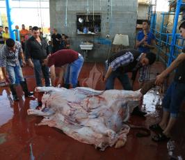 اضاحي في قطاع غزة ‫(30073225)‬ ‫‬