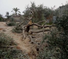 بالصور: آثار القصف الصهيوني على بيارة لعائلة حلس شرق حي الشجاعية