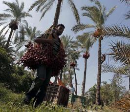 موسم جني البلح فقطاع غزة