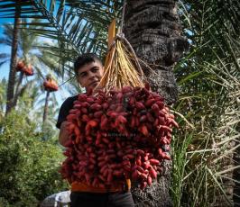 قطف البلح