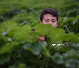 خبيزة ‫(290158003)‬ ‫‬.jpg