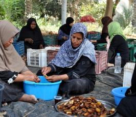 جنى البلح