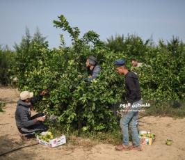 قطف حمضيات  ‫(65330689)‬ ‫‬.jpg