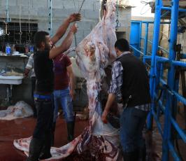 اضاحي في قطاع غزة ‫(30073226)‬ ‫‬