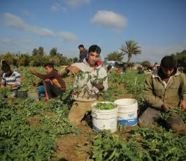 مزارعون فلسطينيون يحصدون البازلاء  ‫(44433930)‬ ‫‬.JPG