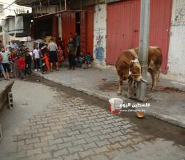 ذبح الاضاحي (9).JPG