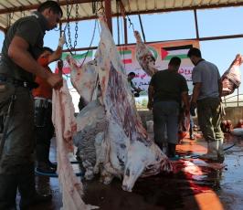  توزع لحوم الأضاحي على 25 ألف أسرة فلسطينية (9)