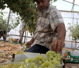 موسم حصاد العنب بقطاع غزة