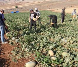 مزارعون يقطفون الشمام في سهل البقيعة بالأغوار