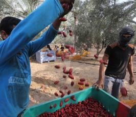 جنى ثمار البلح  ‫(1)‬ ‫‬