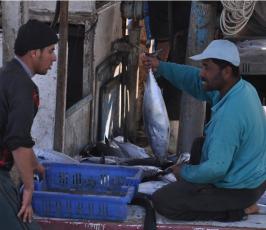 بالصور:أسماك التونة لأول مرة وبكثرة في غزة