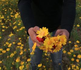 فصل الربيع ‫(269236319)‬ ‫‬