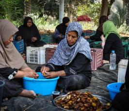 قطف البلح