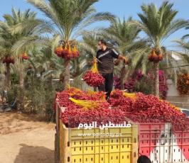 ثمار البلح (19).jpg