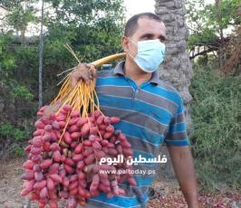 جني ثمار البلح في دير البلح (11).jpg