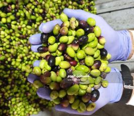 جولة في معاصر الزيتون بمحافظة خانيونس جنوبي قطاع غزة13.jpg