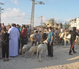 شراء الاضاحى