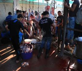 اضاحي في قطاع غزة ‫(30073242)‬ ‫‬