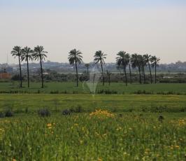ربيع فلسطين ‫(29417874)‬ ‫‬