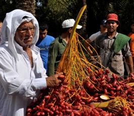 جنى البلح