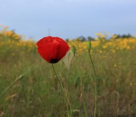 فصل الربيع ‫(1)‬ ‫‬