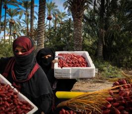 قطف البلح