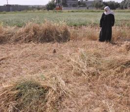 بالصور:عدسة فلسطين اليوم ترافق مزارع فلسطيني في موسم حصاد القمح في غزة