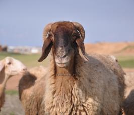 رعاة الاغنام