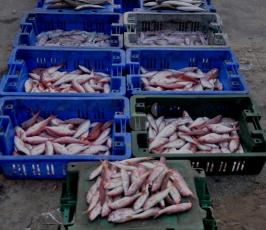 DSC_0536
