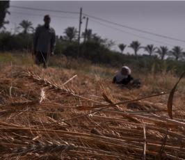 بالصور:عدسة فلسطين اليوم ترافق مزارع فلسطيني في موسم حصاد القمح في غزة