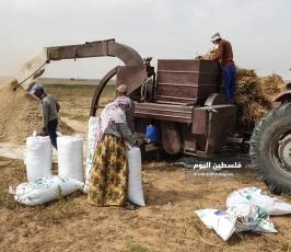 حصاد القمح (11).jpg